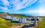 Горгиппия Морская — фото 1