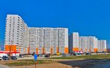 Горгиппия Морская — фото 2